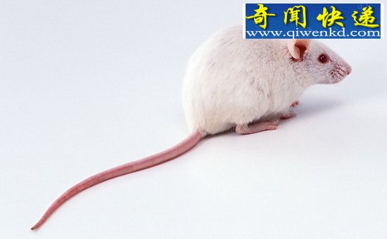 老鼠也咳嗽 将用于止咳药研究