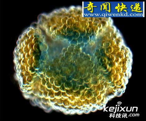 牛津大学3D打印造出类人体细胞组织