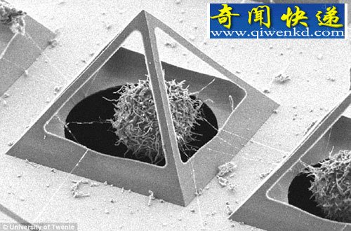 显微金字塔下的3D生命结构