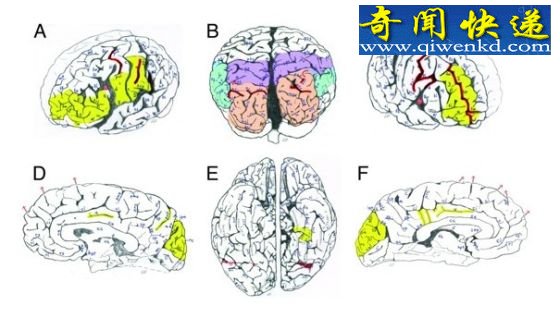 爱因斯坦大脑神经分布密度比普通人更高(图)