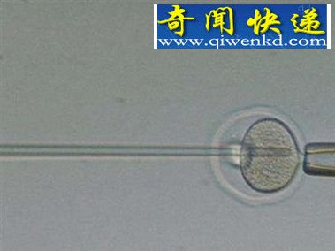 老翁给儿媳人工授精天下奇闻(英国)