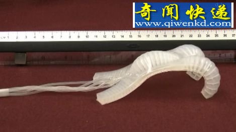 设计独特的蠕虫机器人 (图)美研制新型软体机器人可似蠕虫爬行