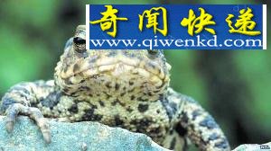 (图)科学家揭动物预测地震之谜:能感知地下水化学变化