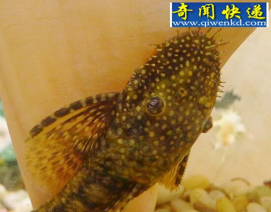 盘点世界十大恐怖鬼鱼,长相令人发指(胆小勿入)