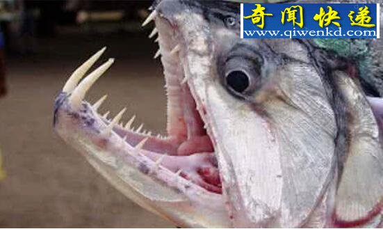 盘点世界十大恐怖鬼鱼,长相令人发指(胆小勿入)