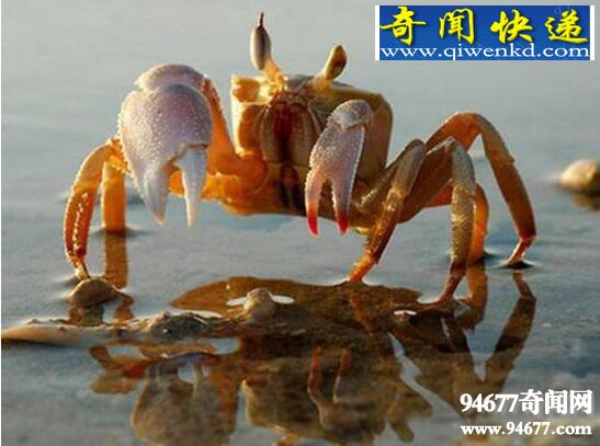 ϵһзˣͽ(ײʳ)