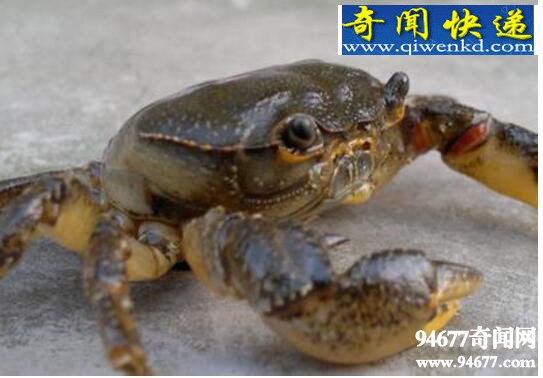 ϵһзˣͽ(ײʳ)