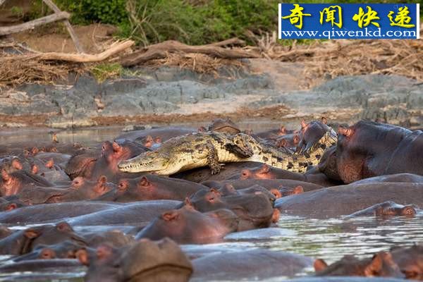 鲁莽鳄鱼闯入河马群被咬死