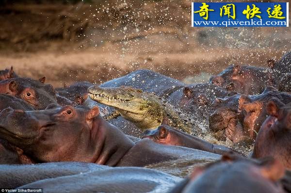 鲁莽鳄鱼闯入河马群被咬死