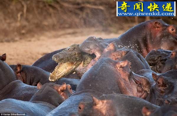 鲁莽鳄鱼闯入河马群被咬死