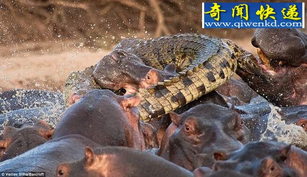 鲁莽鳄鱼闯入河马群被咬死