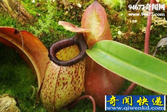 世界上有没有食人花,没有(只在卡通电影中存在)