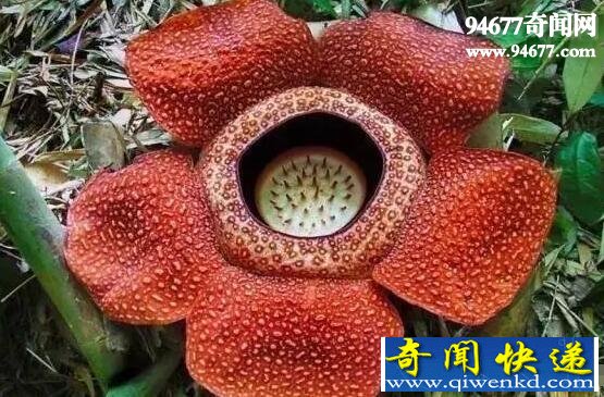 世界上有没有食人花,没有(只在卡通电影中存在)
